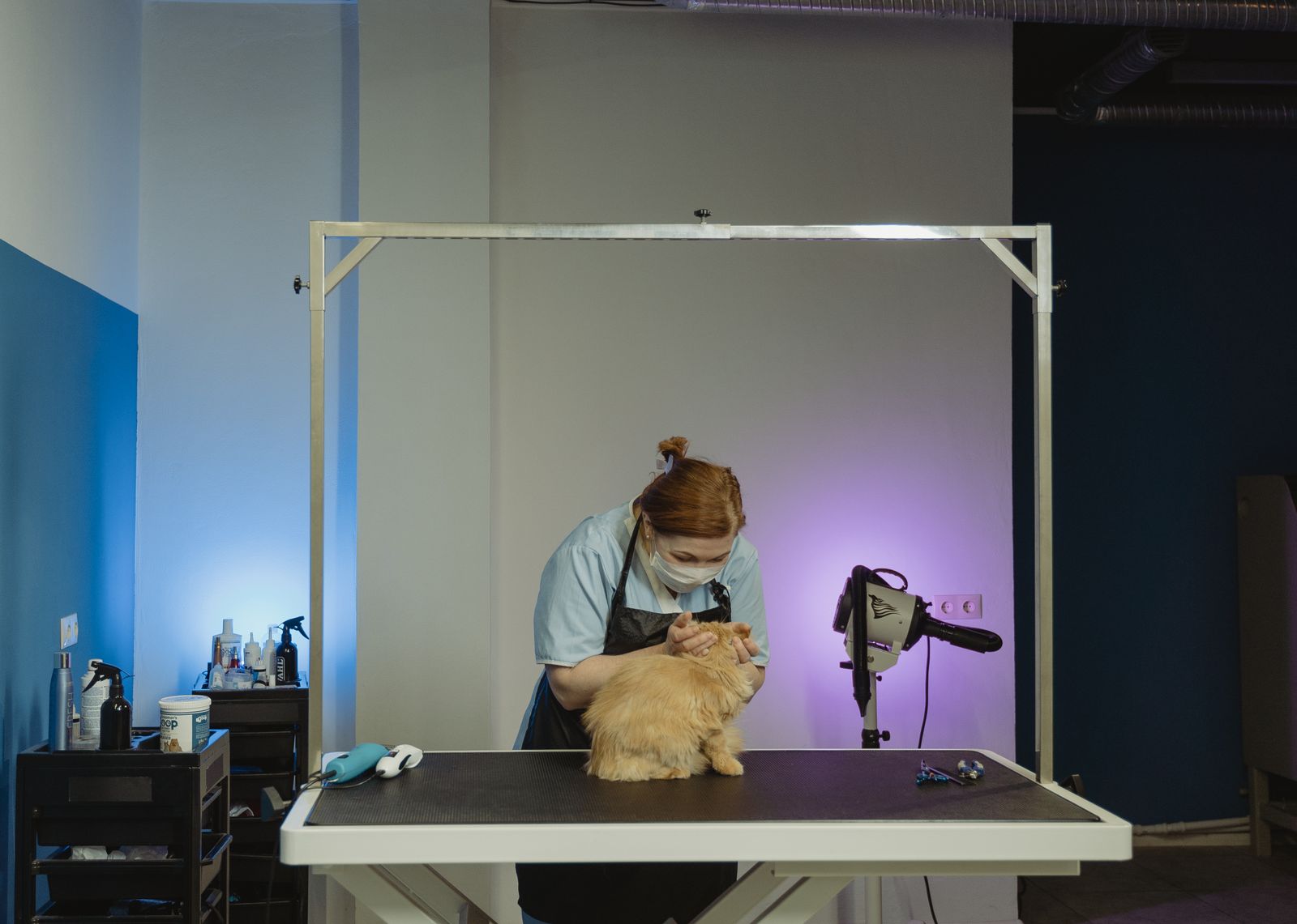 Calm cat being carefully groomed