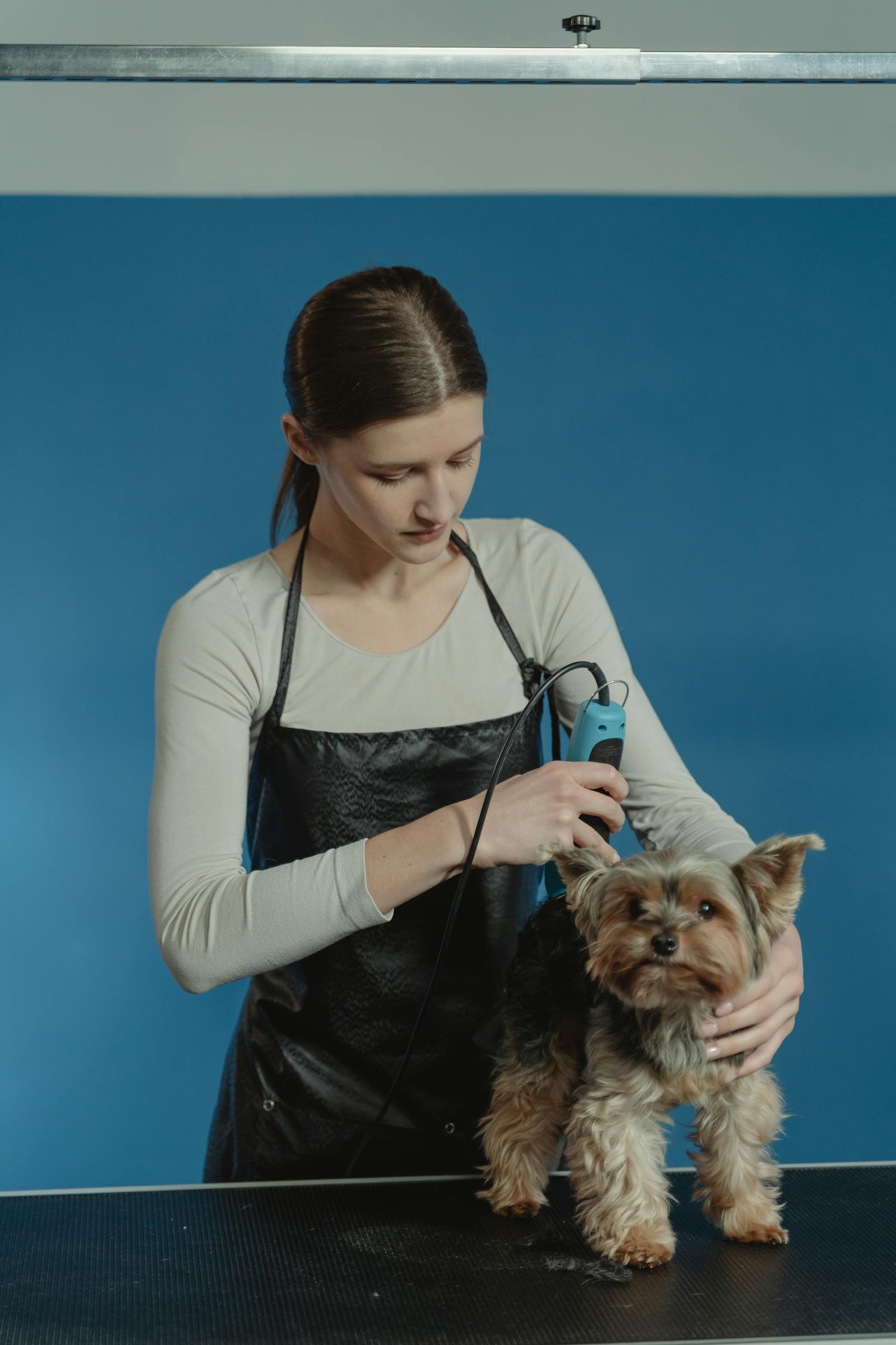 Groomer giving a small dog a precise haircut with clippers
