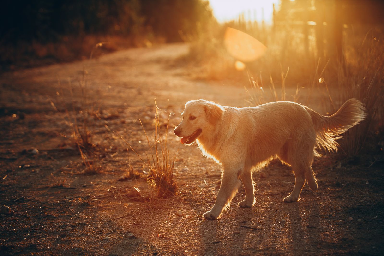 A happy golden retriever resting in warm light after a grooming session at Dani's Pet Spa